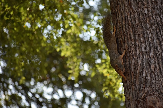貨幣平台的 貨幣平台的