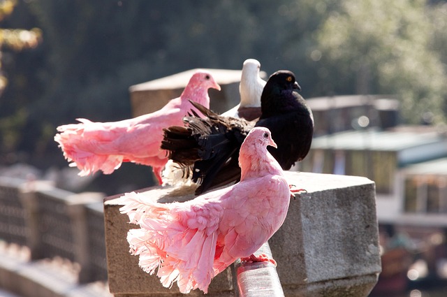 对阵强攻型 对阵强攻型